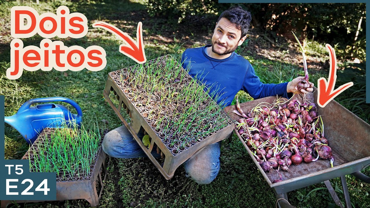 Como plantamos cebola roxa pro ANO TODO