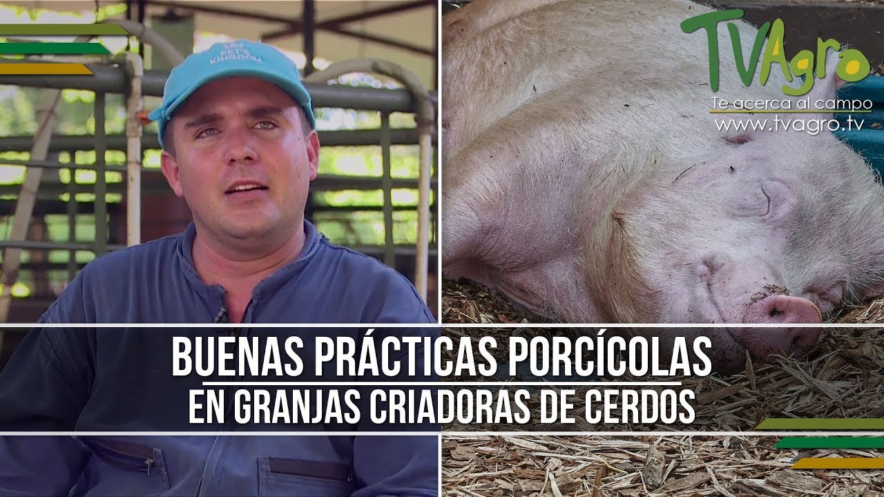 Buenas Prácticas Porcícolas en Granjas Criadoras de Cerdos - TvAgro por Juan Gonzalo Angel