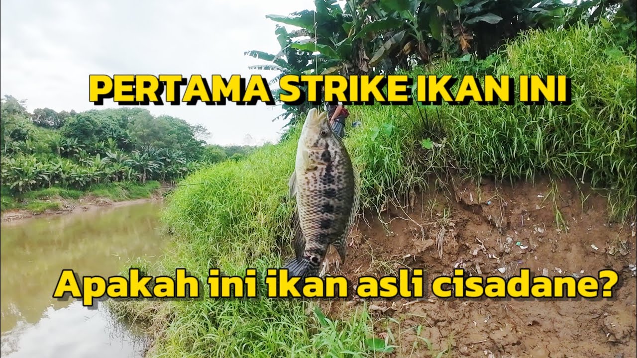 Kondisi Air Cisadane Mulai Kondusif Kita Coba Target Ikan Nila