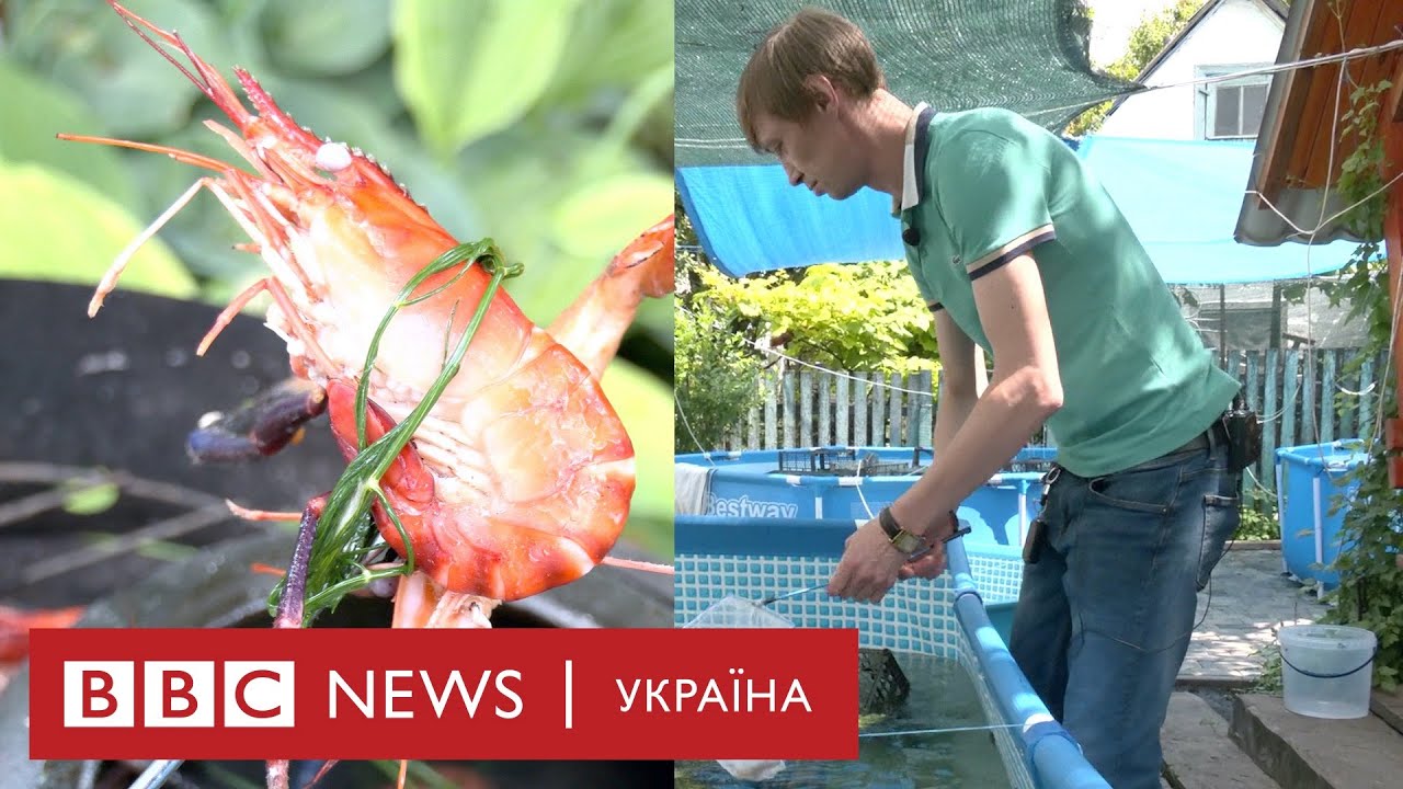 Чи зможе Україна завалити Європу креветками