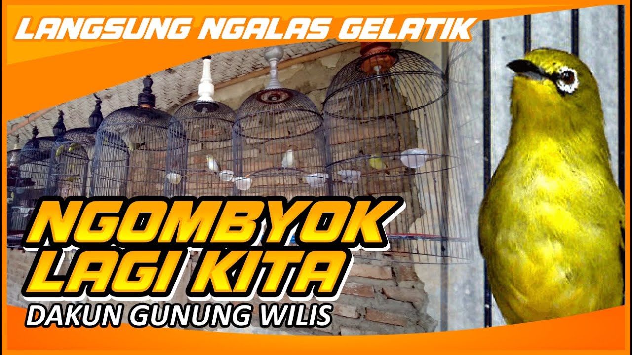 NGOMBYOK PLECI ENDEMIK GUNUNG WILIS - LANGSUNG NGALAS GELATIK