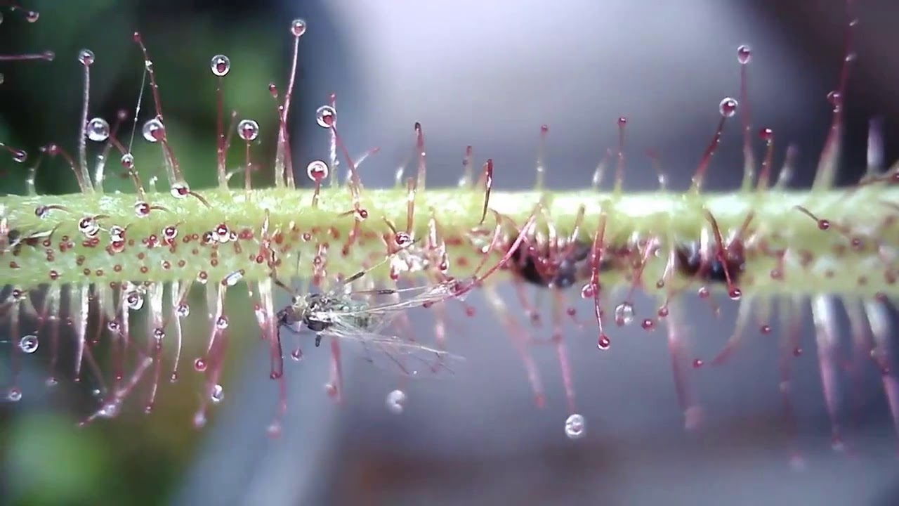 Drosera Multifida Extrema vs a lacewing 20200316 173415