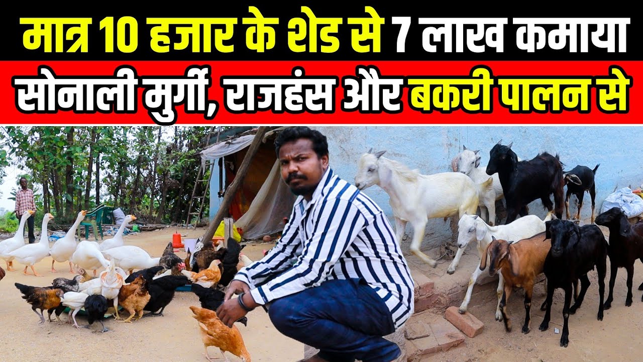 मात्र 10 हजार में शेड बनाकर Sonali Murgi 
