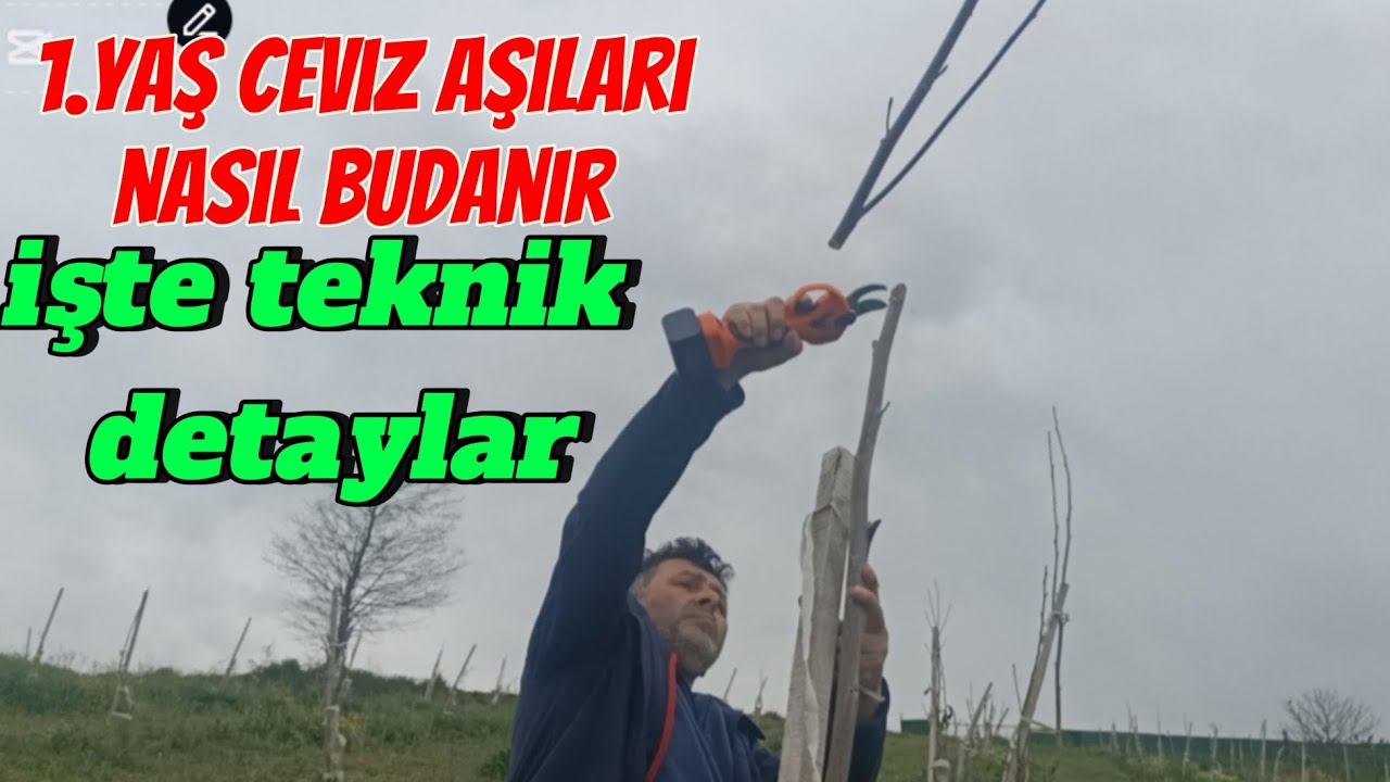 1.YAŞ CEVİZ ÇEŞIT DEĞİŞTİRME AŞISI BUFAMASI