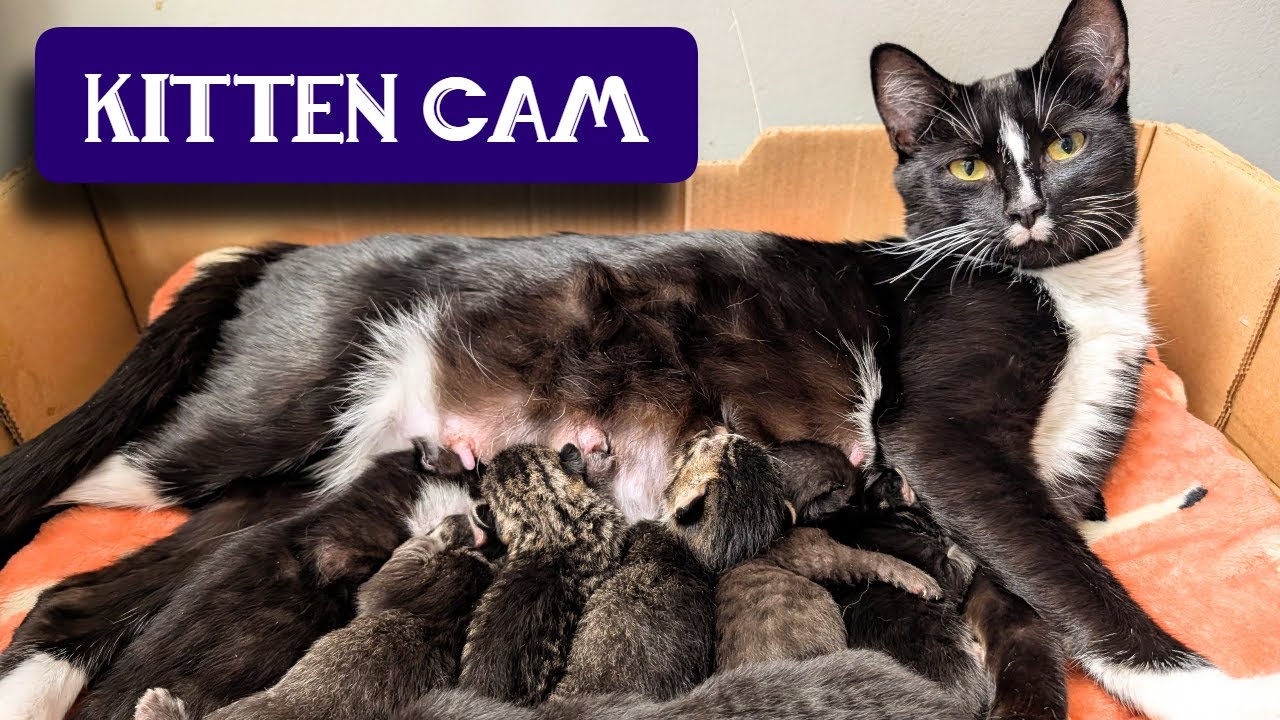 Kitten Room: Night 40 - Kittens in space!! 🚀