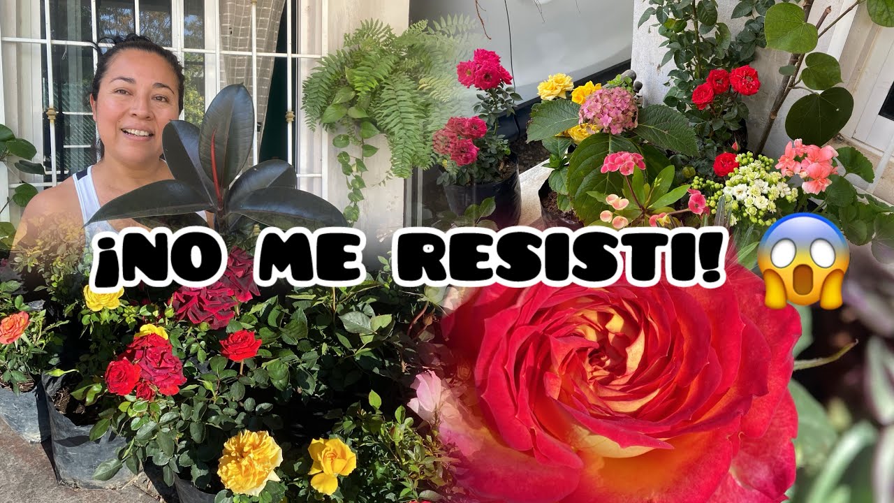 ✅Después de visitar mi vivero favorito…¡estas fueron las plantas que compré!🌿✨￼
