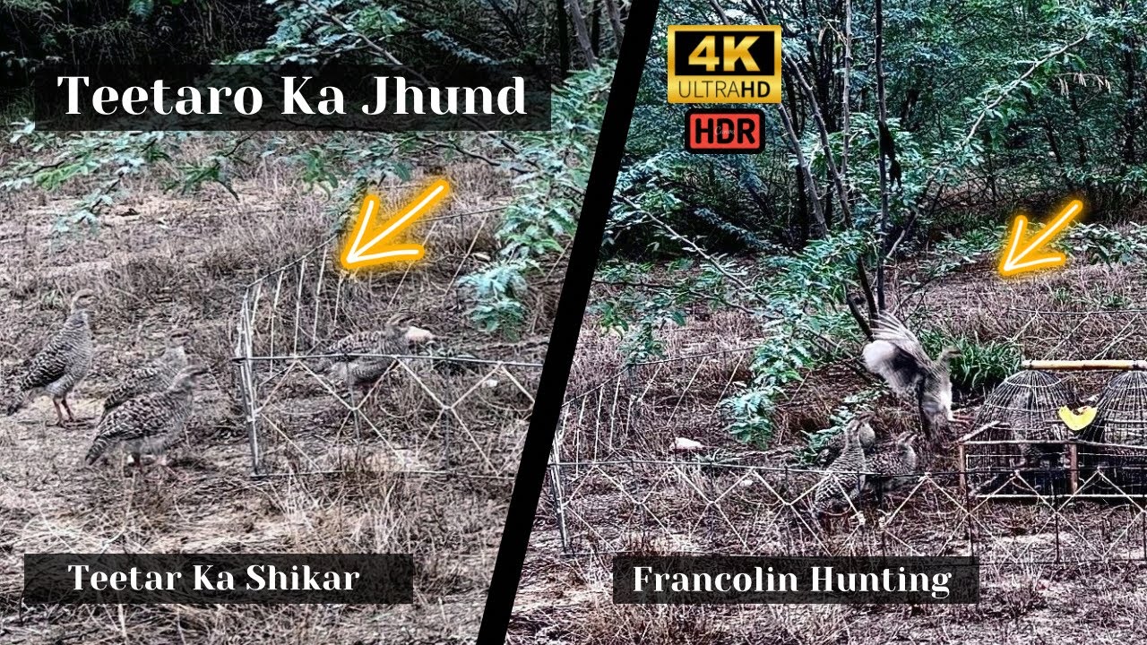 Teetar ka Shikar 💗| Partridge ❣️| Francolin 💞| Teetar Ki Awaaz 👌| Hunting 💕| Wildlife 🕊️| Ep30