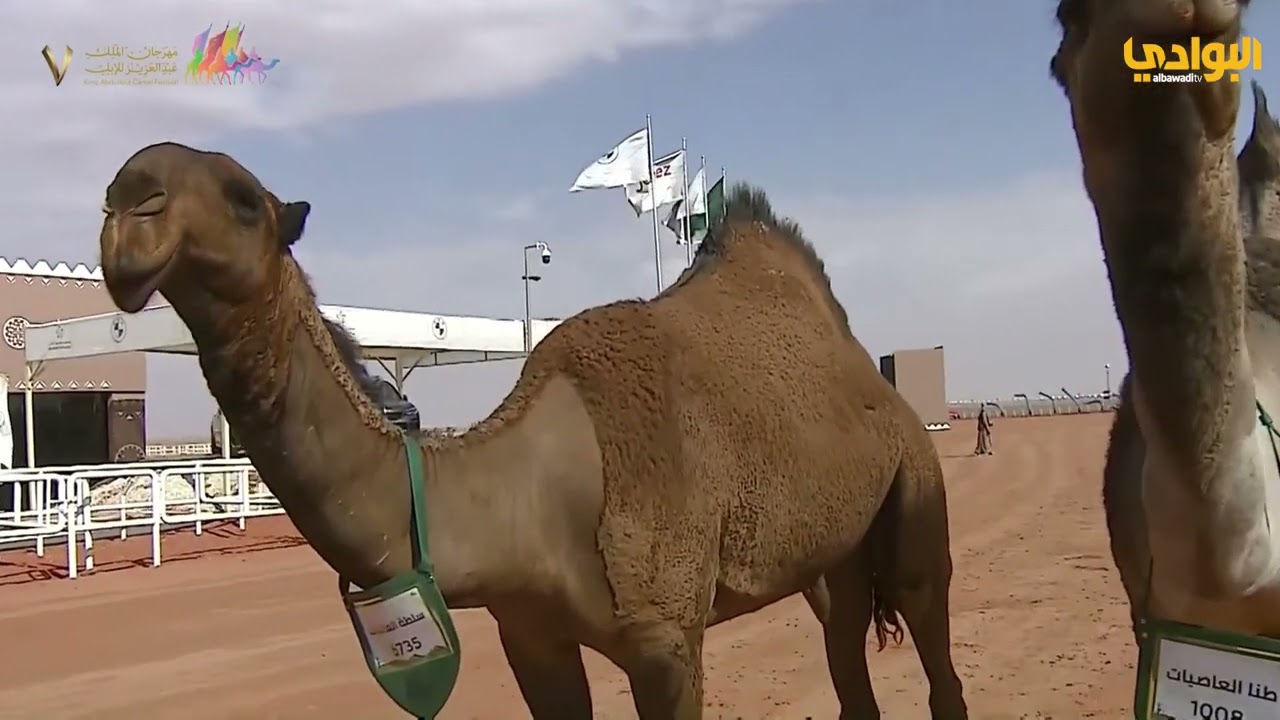 فقرة #المواجهة  المالك المشارك أحمد قعيد مرزوق المطيري و المحلل محمد بن عمير