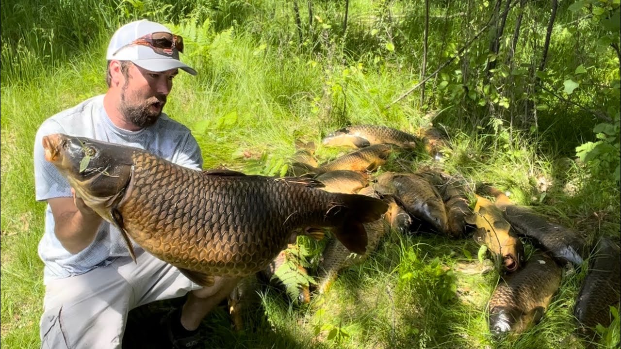 Bowfishing Big Carp In A Tiny Creek (THE SPAWN IS ON)