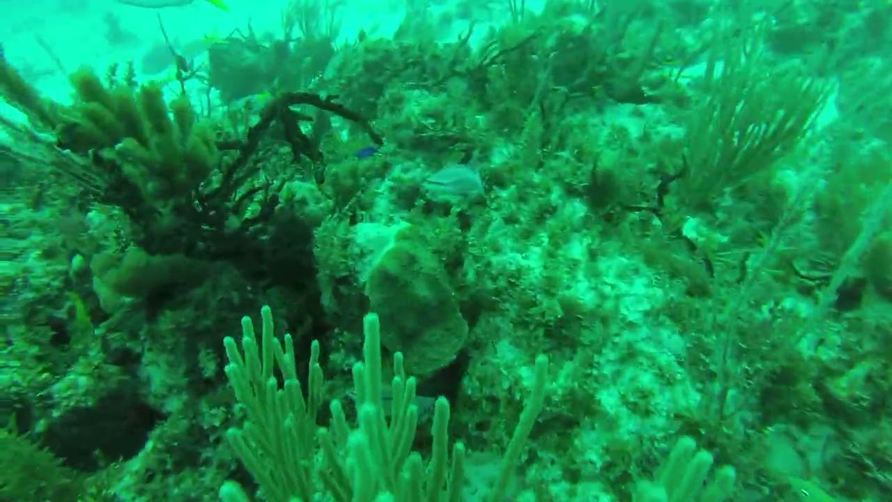 Deep Diver Under the Sea