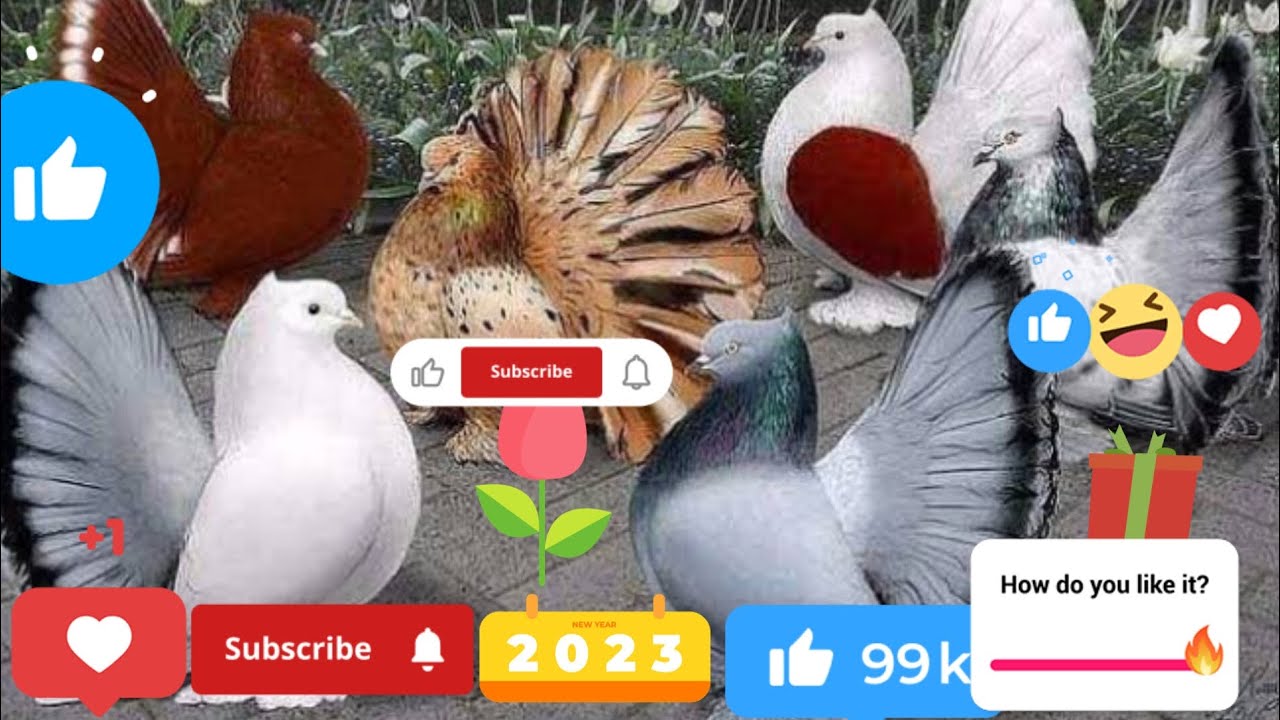 peacock pigeon videos