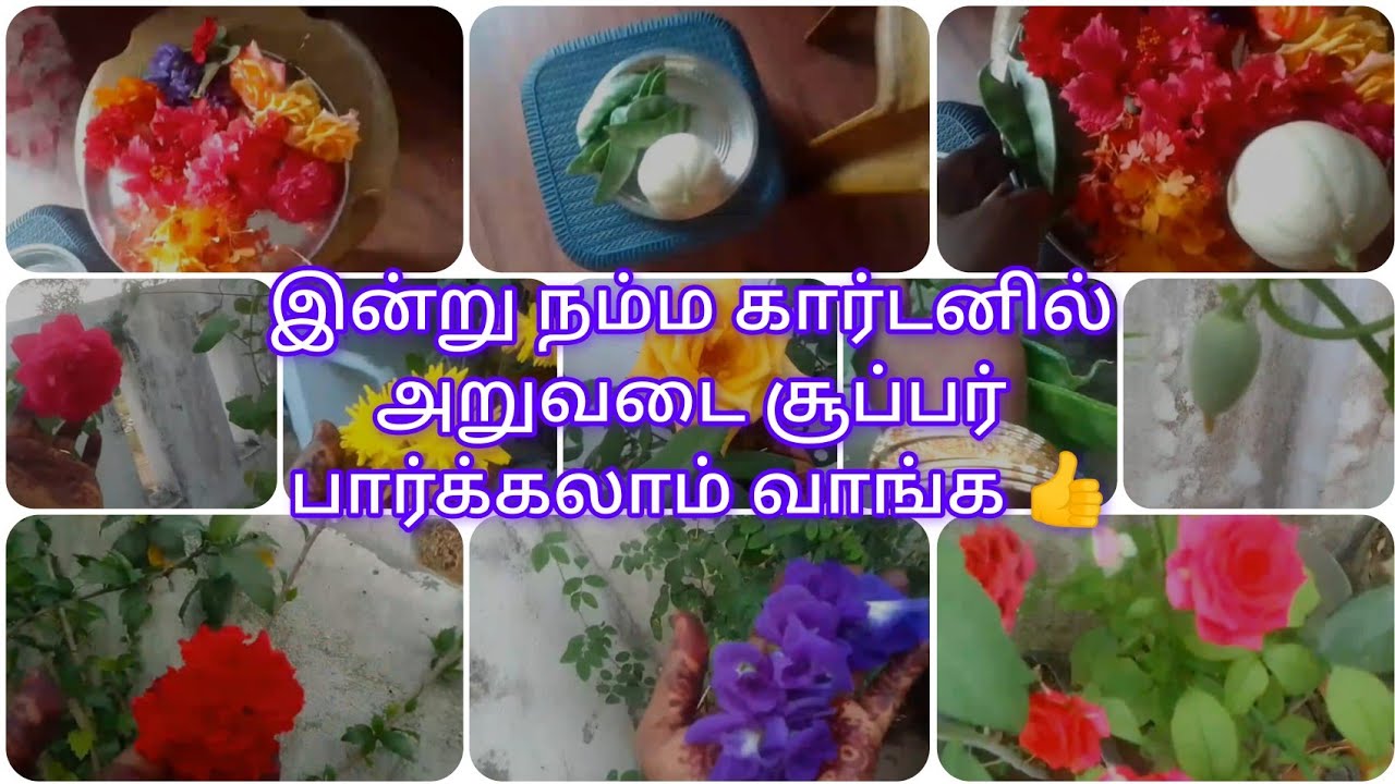 நம்ம கார்டனில் இன்று அறுவடை கொஞ்சம் அதிகமாக இருக்குது வாங்க பார்க்கலாம் friends 👍💐💐