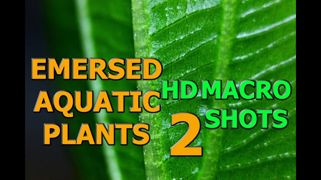 Emersed aquatic plants 2 [HD]