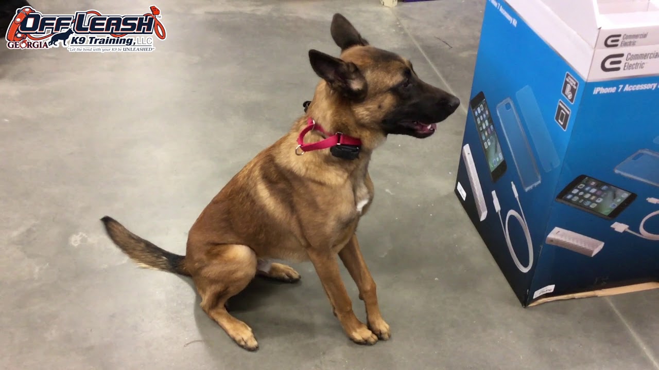1 Year Old Belgian Malinois 