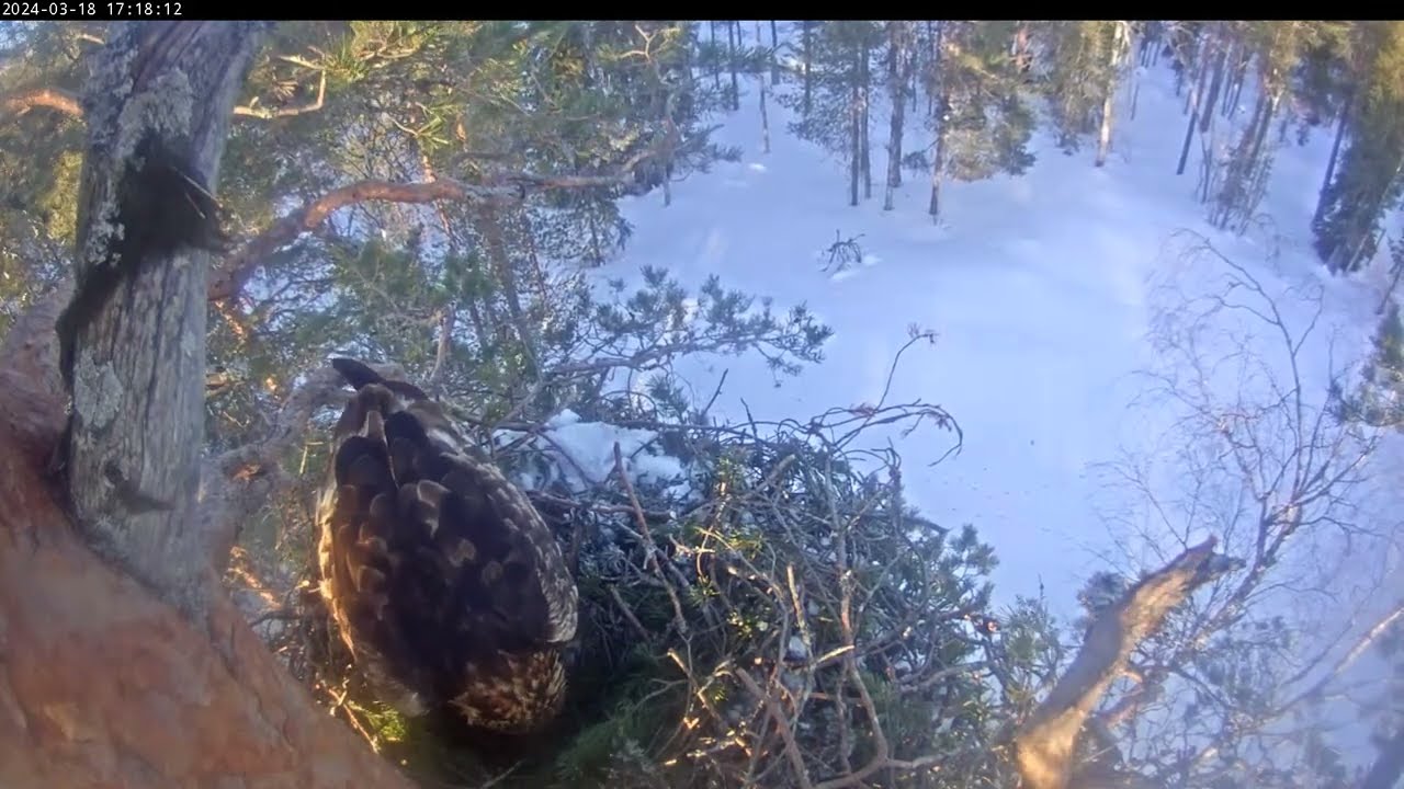 18.3.2024 - Kotkan ensimmäinen muna 17:08, esittely 17:18