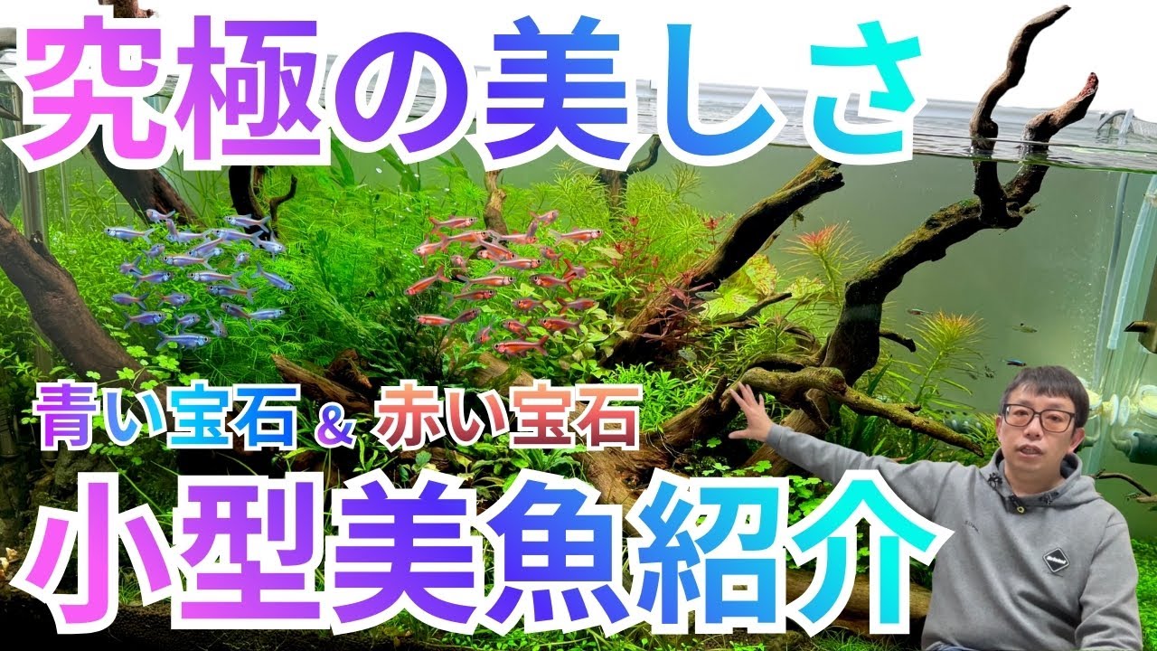 【知らないと大損】まさに宝石!! 超極美の熱帯魚を厳選3種紹介!!
