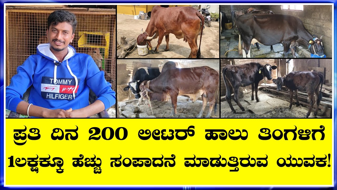 7ರಿಂದ 8  ವಿವಿಧ ತಳಿಗಳ  30 ಹಸುಗಳು ಸಾಕಾಣಿಕೆ   ಉತ್ತಮ ಆದಾಯಗಳಿಸುತ್ತಿರುವ ಯುವಕ