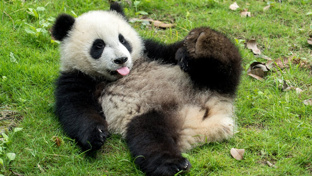 VOLUNTEERING WITH GIANT PANDAS IN CHINA