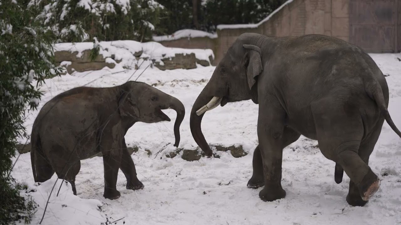 Elephant baby Akito,elephant Edgar,Elefanten Zoo Leipzig,Zoo Videos