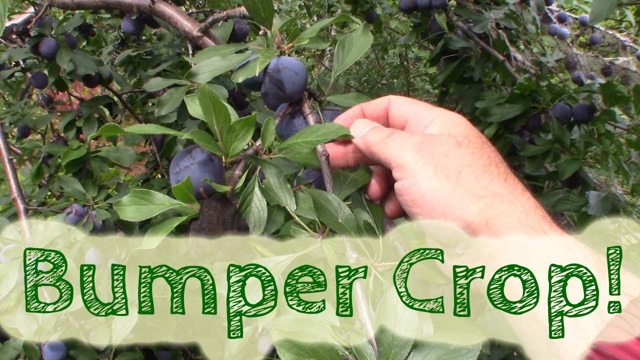 Harvesting plums!