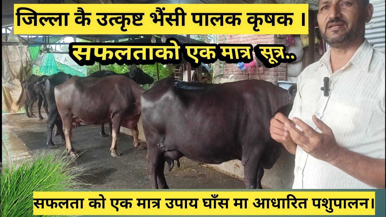 घासमा आधारित भैंसी पालन।कम लगानीमा सफल भैंसी पालन!पुरा भिडियो हेर्नुहोला!Free Range Buffalo Farming🔥