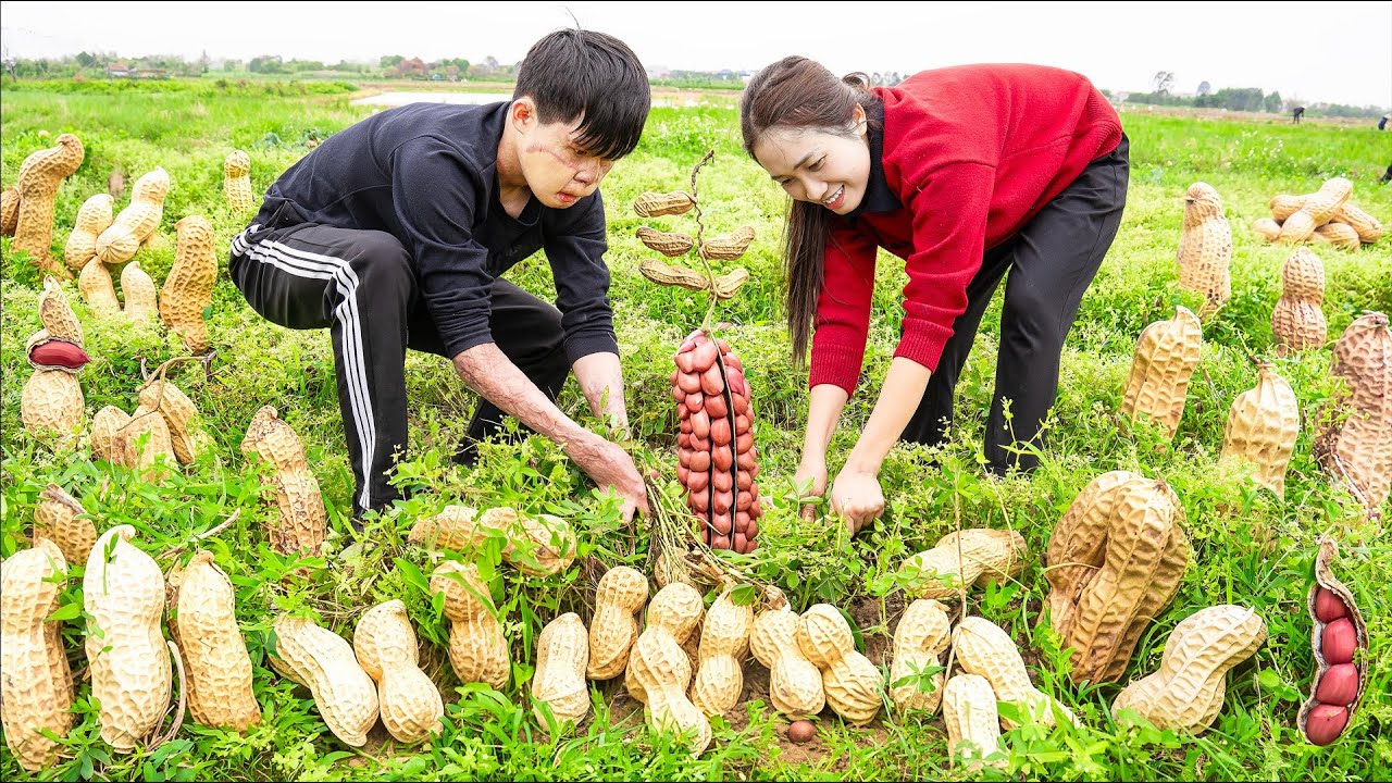 Harvesting PEANUT - Known as 'the fruit of eternal life' Goes to the market sell