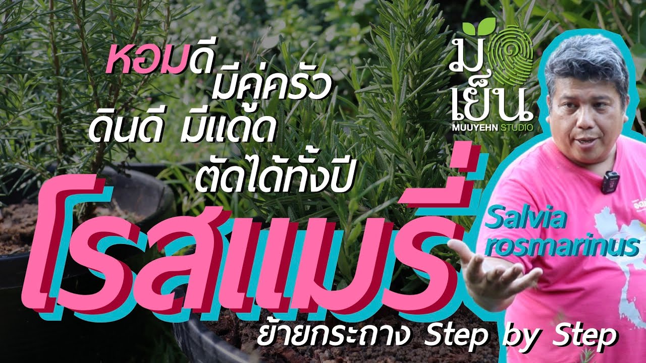 โรสแมรี่ หอมดี มีไว้คู่ครัว ดินดี มีแดด ตัดได้ทั้งปี Salvia rosmarinus หรือ Rosemary