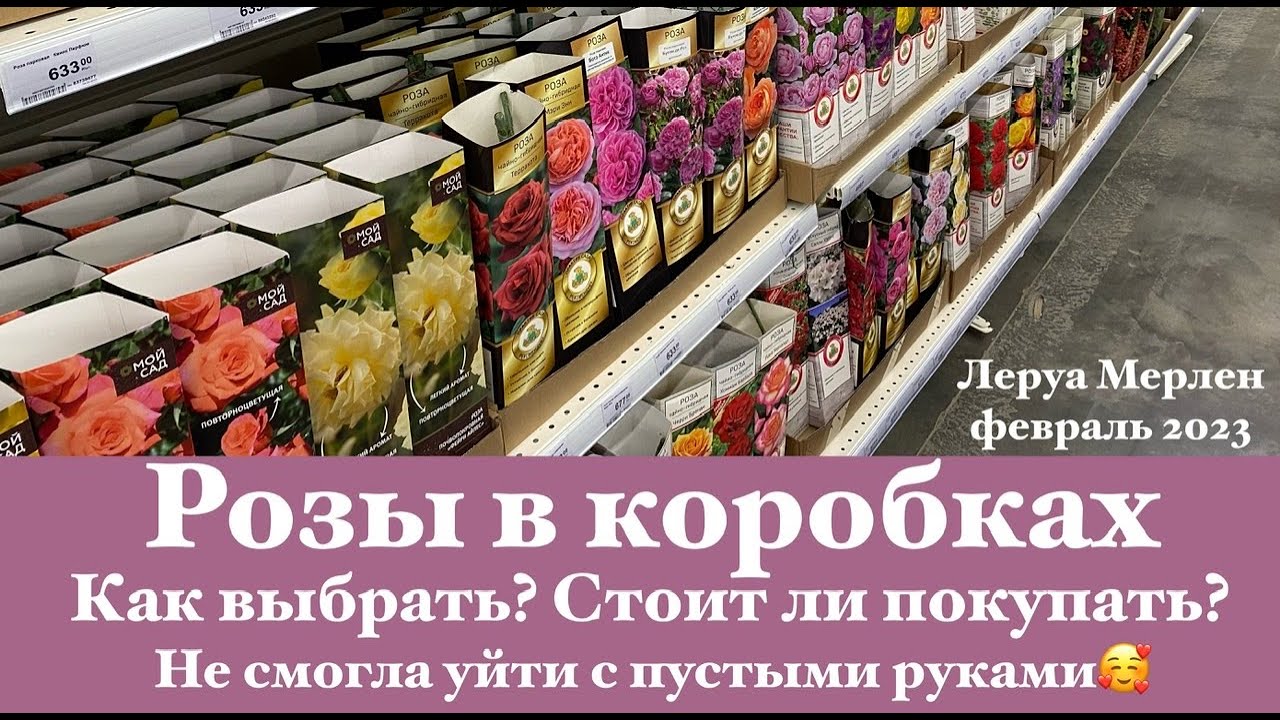 Розы в коробках: прогулка в Леруа/Как выбрать саженец/Стоит ли их покупать? РнД в Леруа в «Меге»🤗