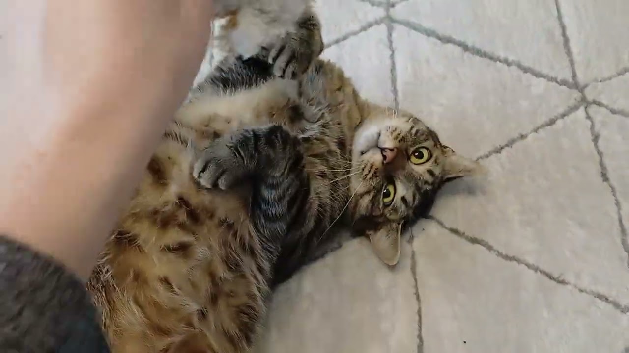 Happy chonk lets me rub his belly!