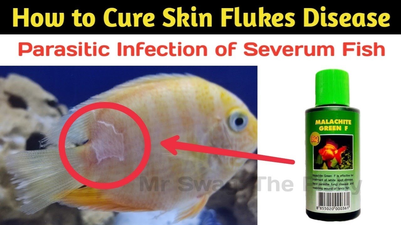 How to cure parasitic infection of fishes | Skin Flukes Disease of Severum Fish | Malchite Green