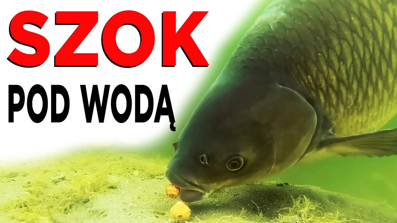 Na co bierze karp i amur? Podwodne nagranie