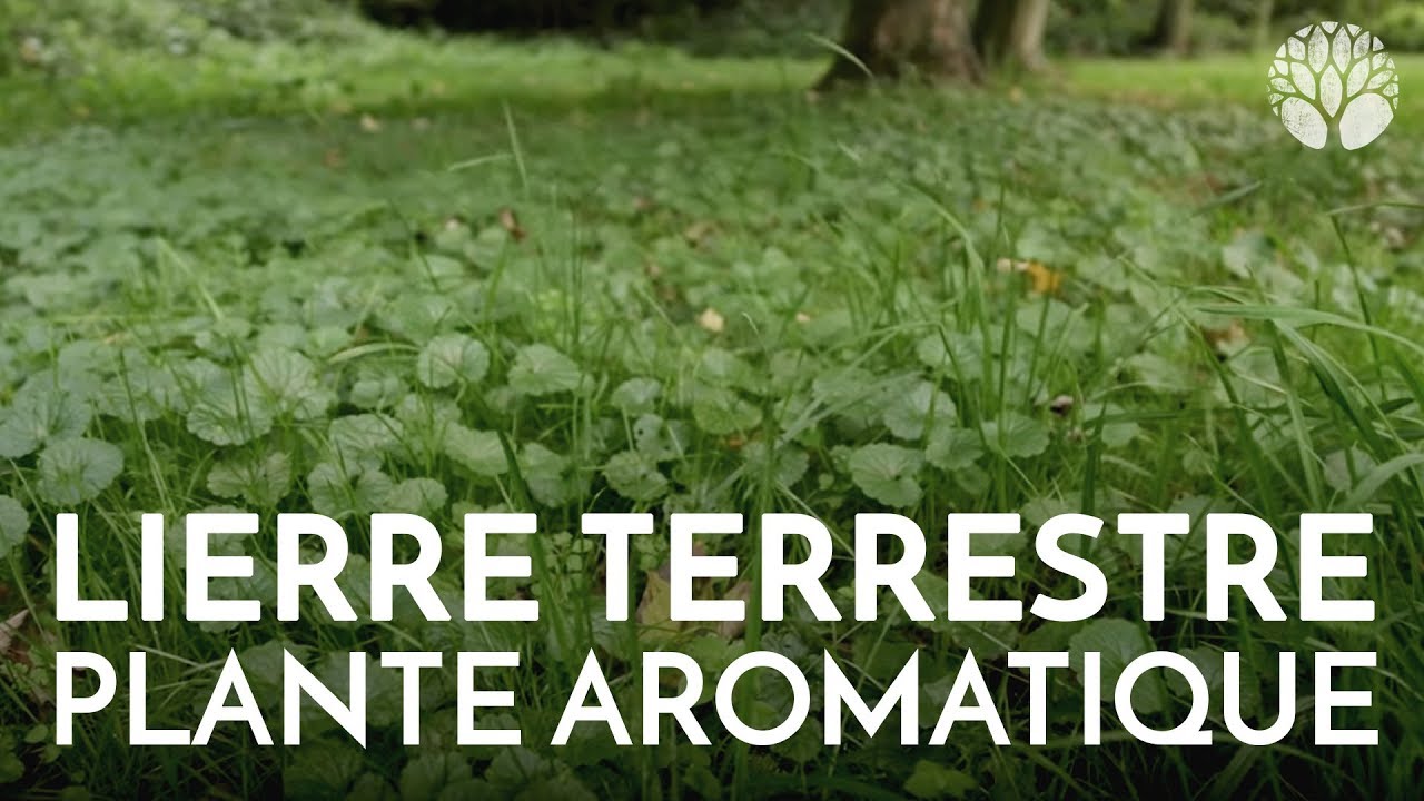 Le lierre terrestre, délicieuse plante aromatique