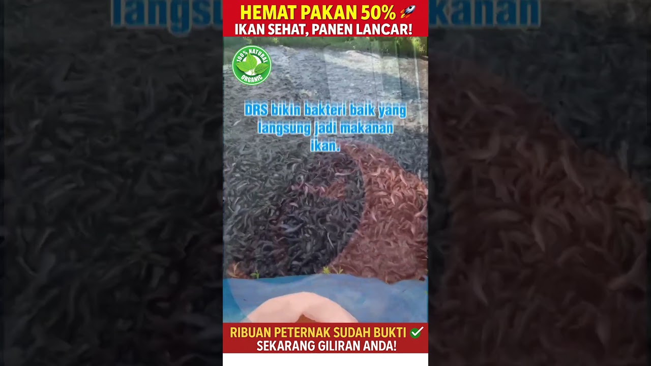 Nutrisi Ikan Organik DSR bikin pertumbuhan ikan lebih cepat, sehat, dan tahan penyakit #shorts