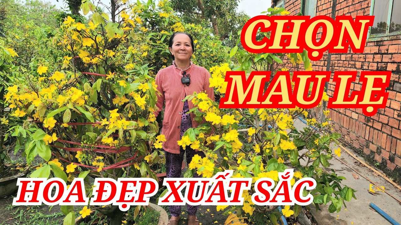 📞 HẰNG 0382804806 MAI TÀNG THUẦN CHẬU HOA XUẤT SẮC XỔ MAU LẸ BAO SHIP 23/02/2026 | Bến Tre Ơi