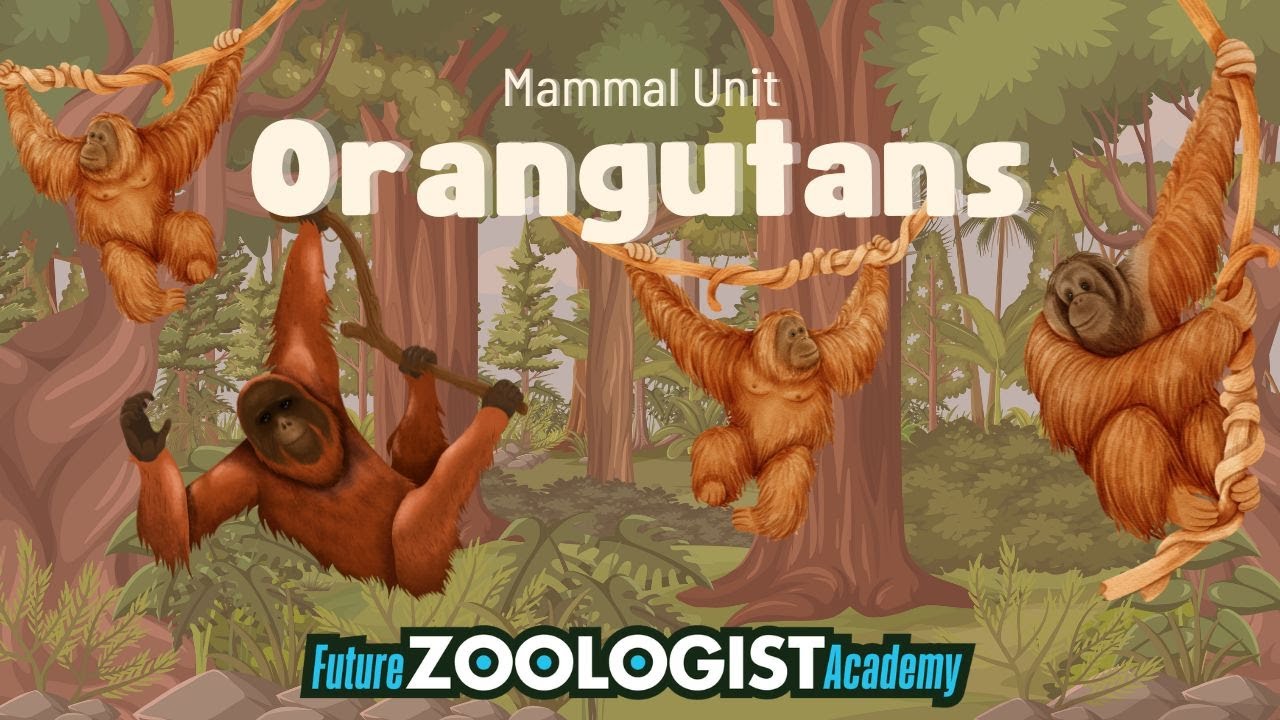 Orangutans | The Only Great Ape in Asia