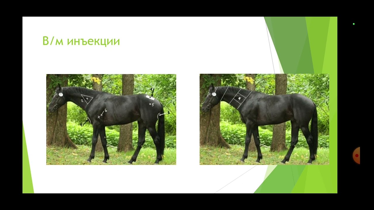 Как распознать, что лошади плохо? Ветеринар Мария Моисеева.