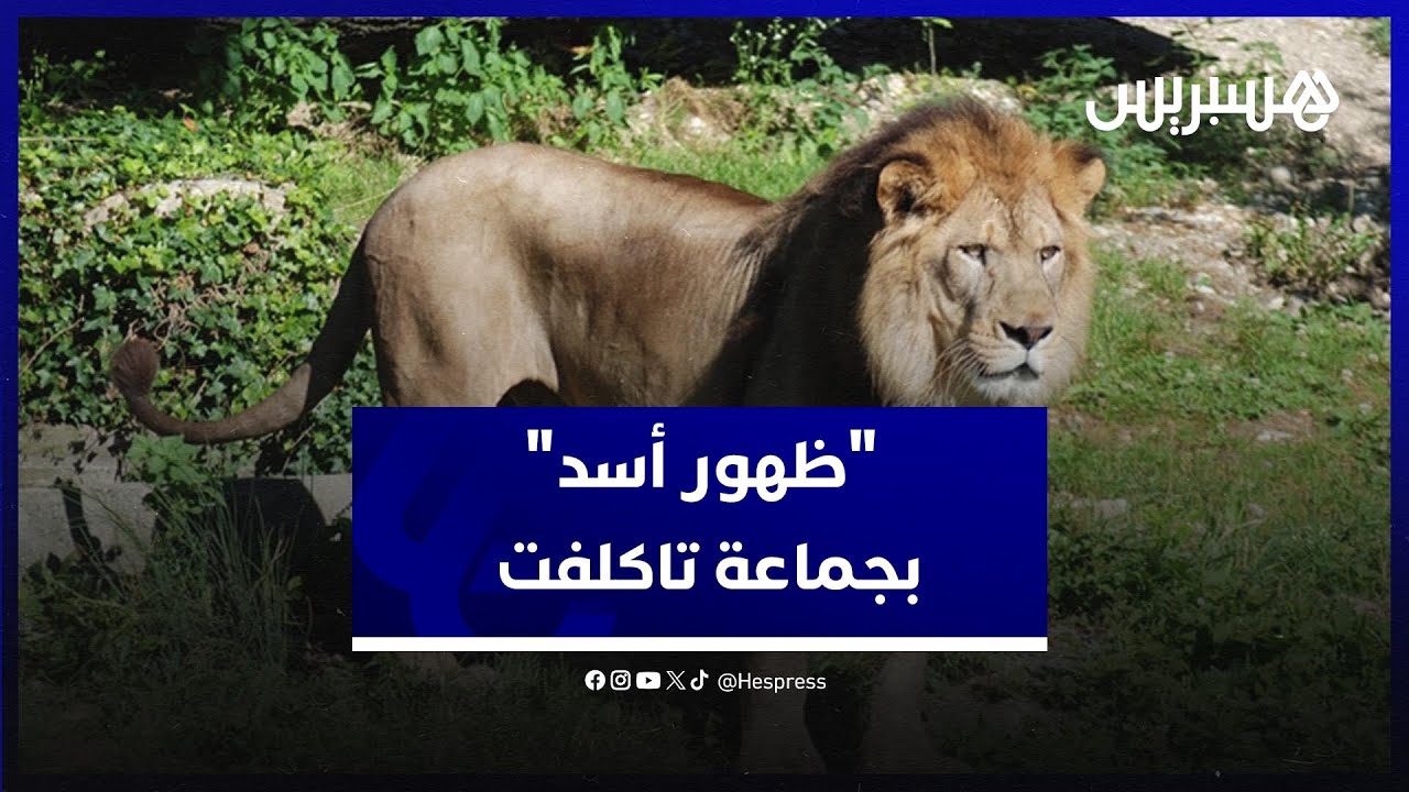 أنباء 