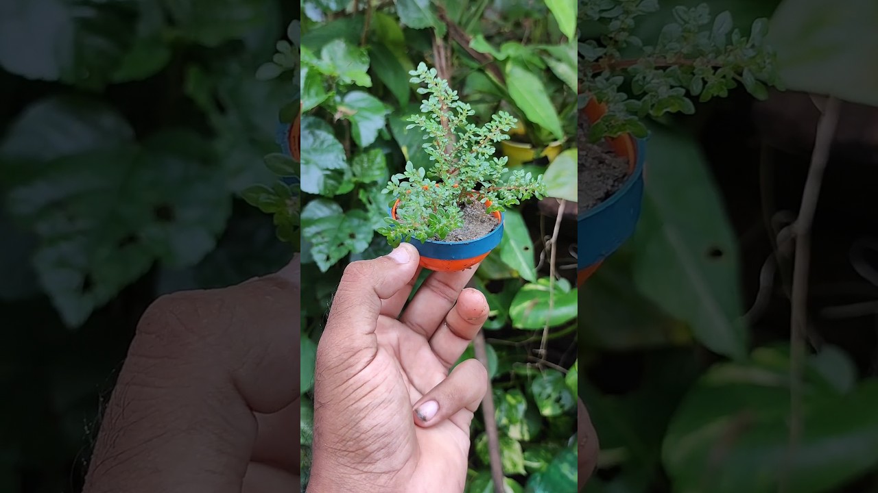 Reuse waste plastic and prepare a miniature garden #shorts #reuse #miniature