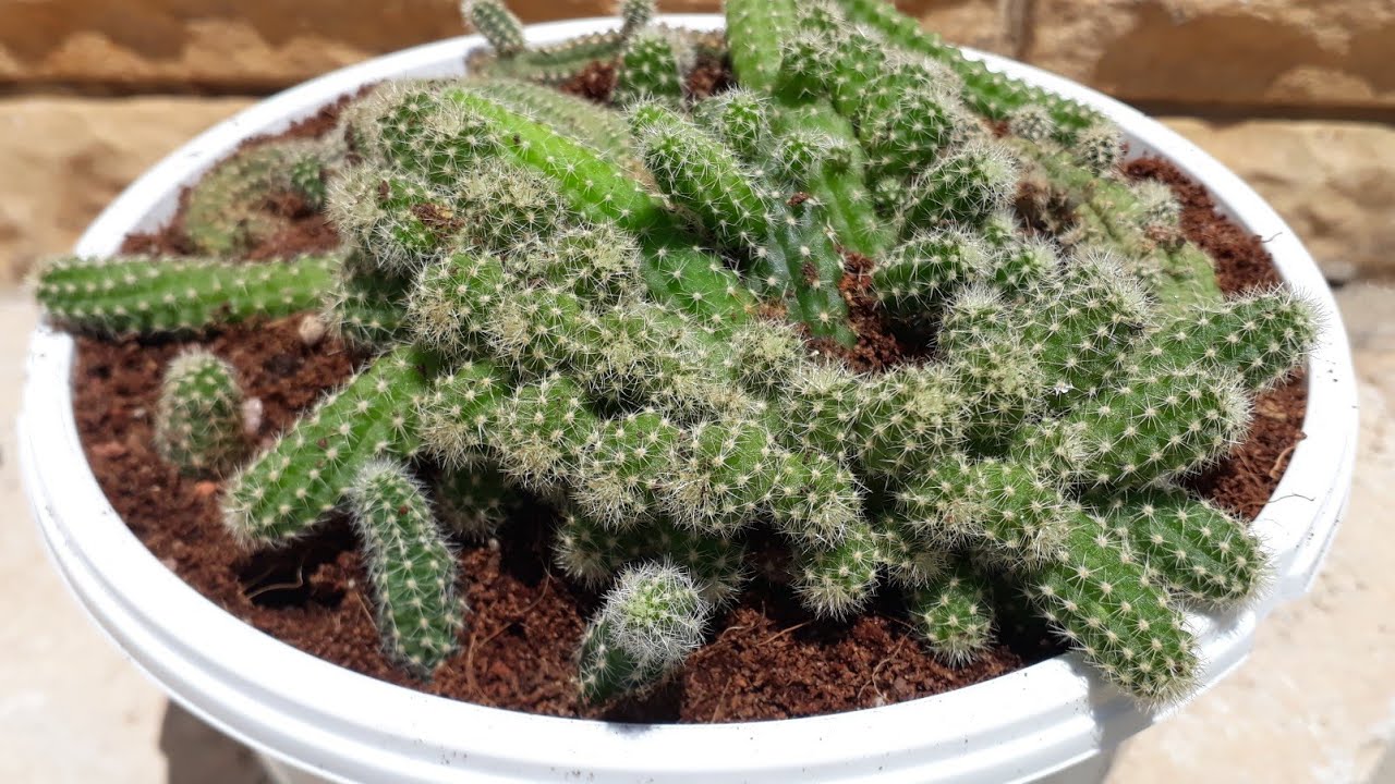 Parmak Kaktüs/Yılan Kaktüs/Kaktüs bakımı/Chamaecereus Silvestrii.