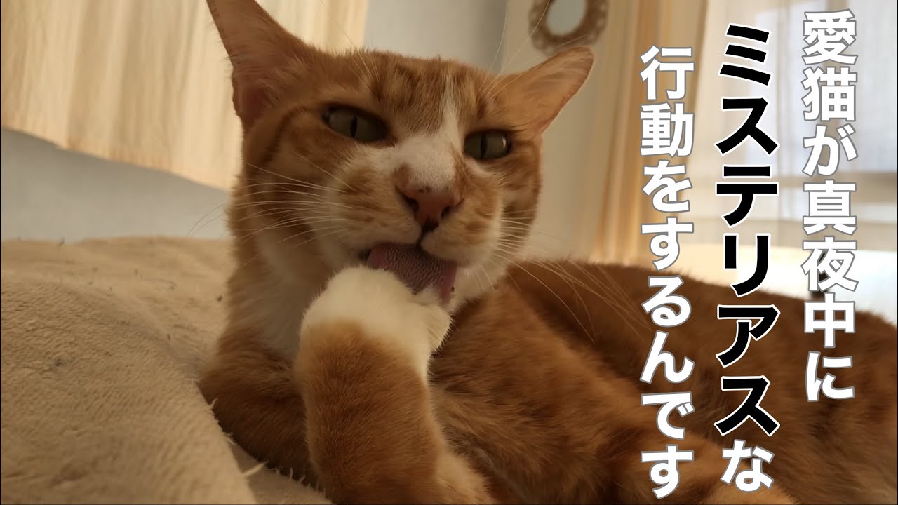 愛猫の帽子のサイズを間違えてしまい寒さ対策になりませんでした