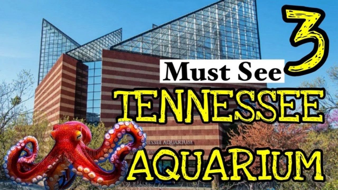 Must See and Do at the TENNESSEE AQUARIUM - Tour and Tips for visiting Chatanooga's Aquarium