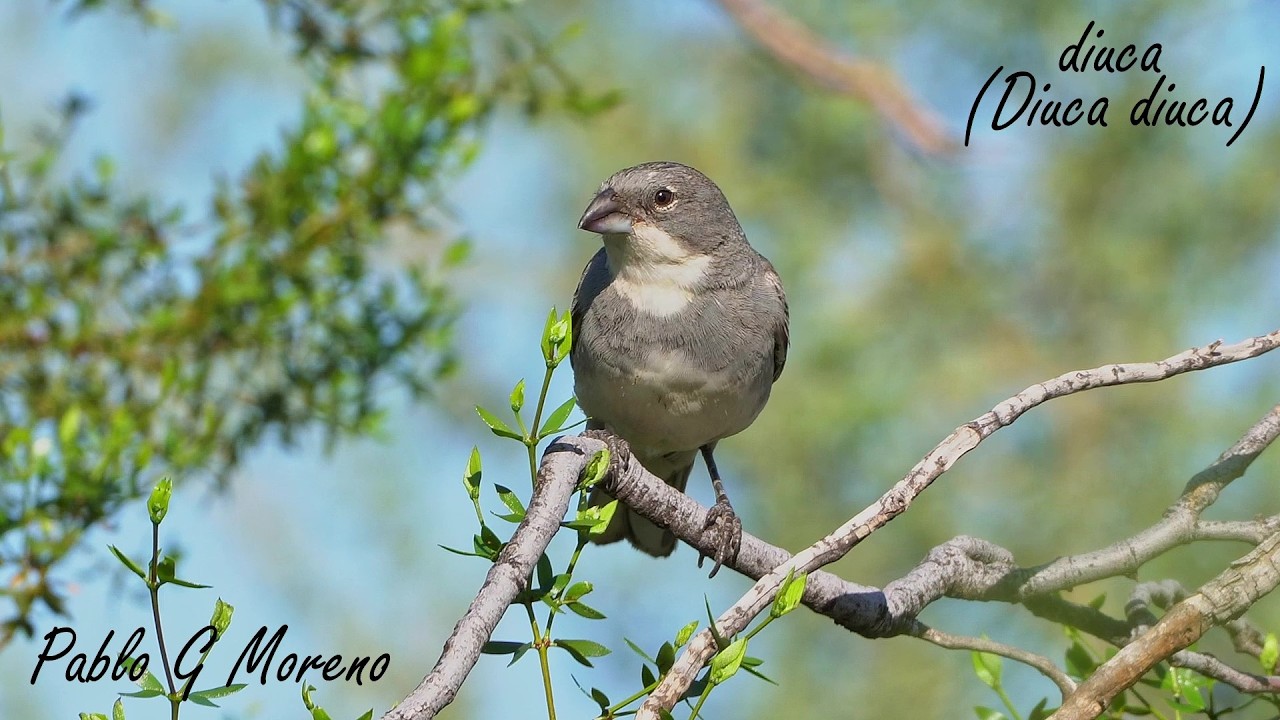 Diuca (Diuca diuca) en los bosques de algarrobo de Mendoza | Canto potente  – Aves de Argentina
