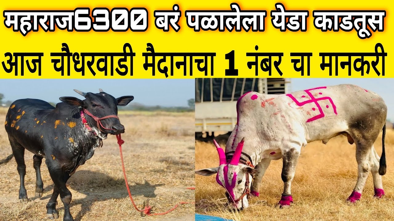 आज चौधरवाडी मैदानाचा 1 नंबर चा मानकरी येडा काडतूस, महाराज बरं पळालेला काडतुस आणि लखन 1 नंबरचे मानकरी