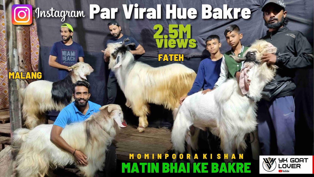 Instagram Par Hue Viral Bakre I Matin Bhai Ke Bakre Mashaallah I YK Goat Lover