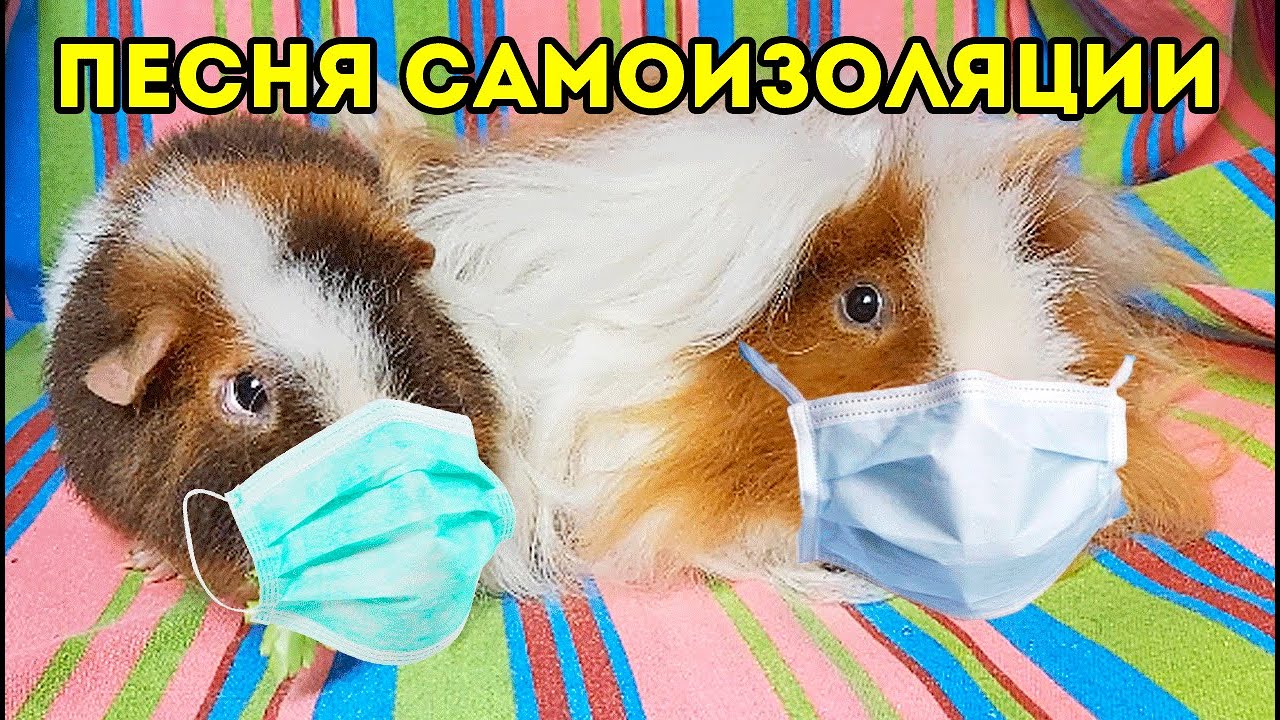 ПЕСНЯ САМОИЗОЛЯЦИЯ 😷 SvinkiShow