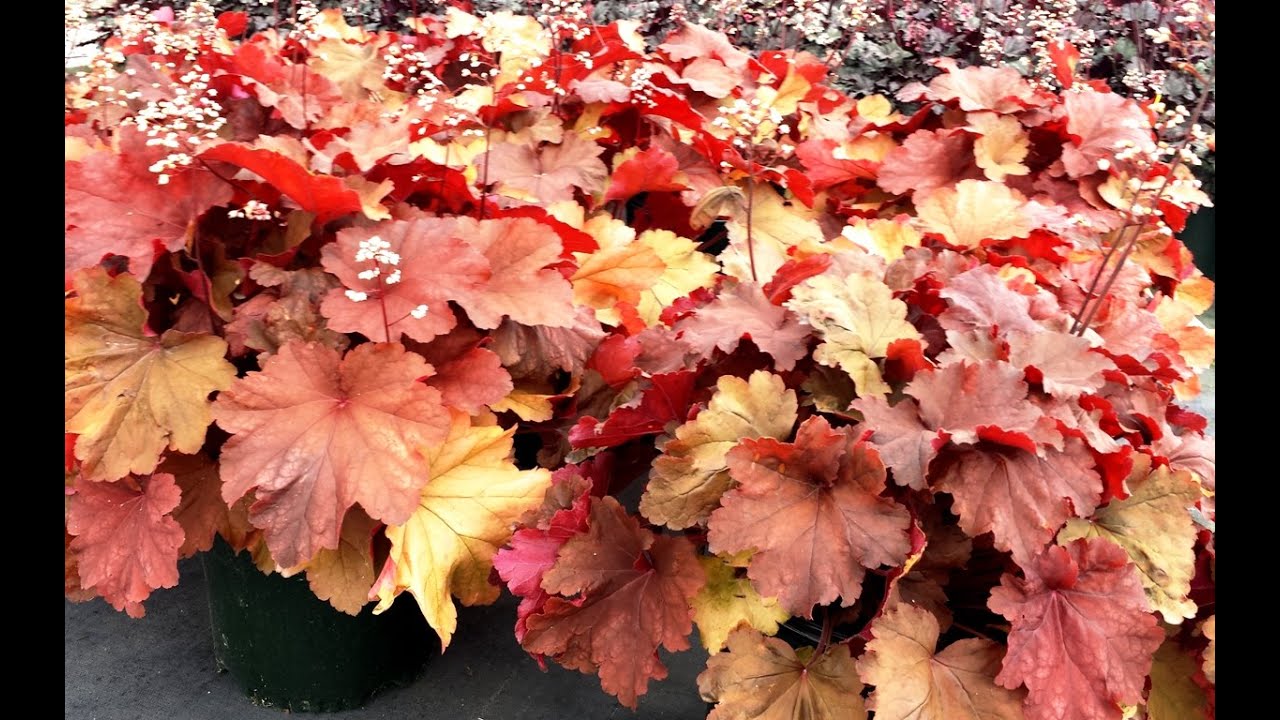 Best Perennials - Heuchera 'Rio' (Coral Bells)