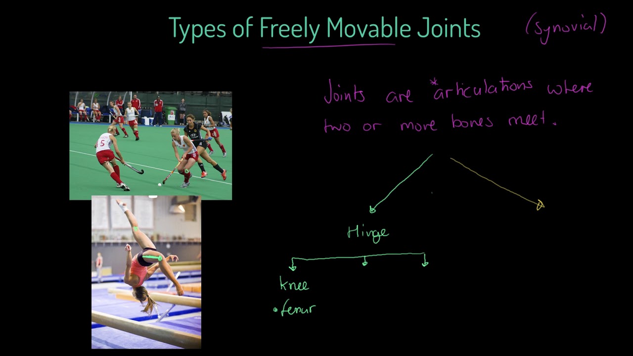 AQA GCSE PE - Types of Freely Movable Joints