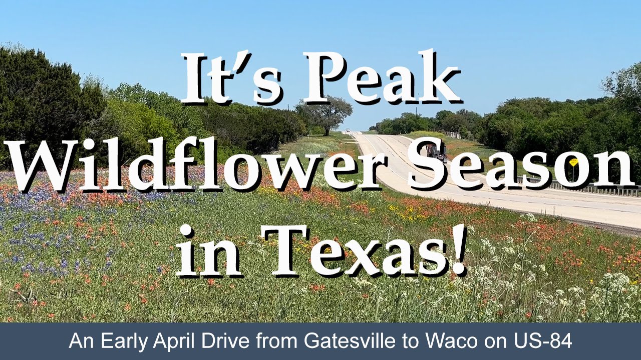 Exploring Texas Wildflowers: A Scenic Drive from Gatesville to Waco on US Highway 84
