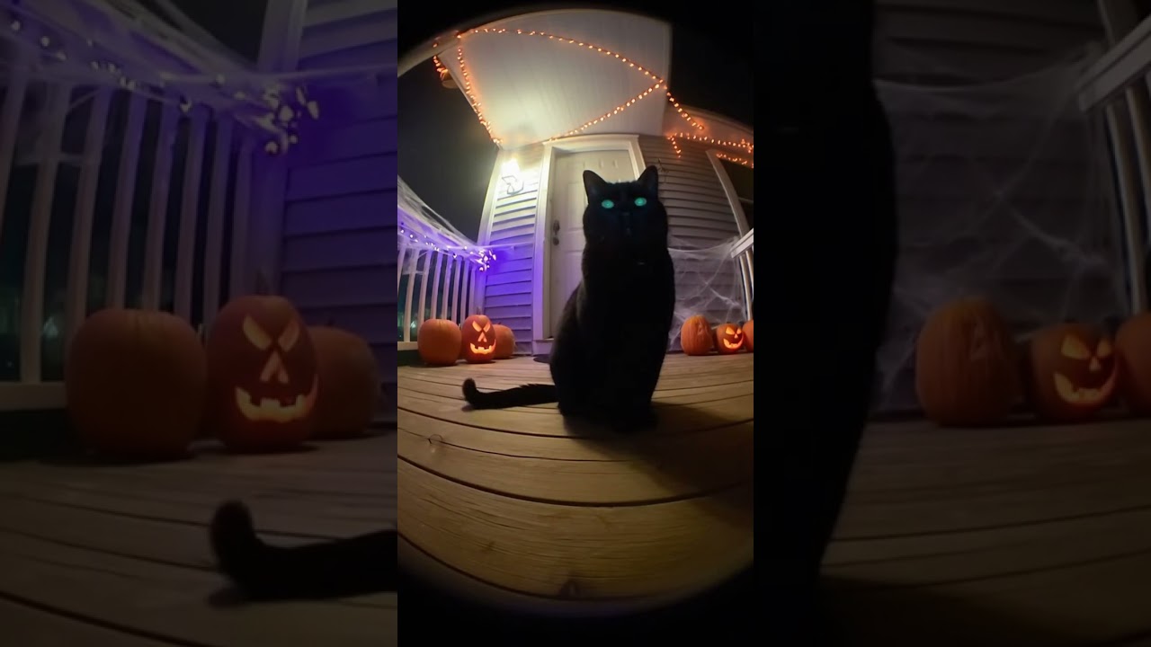 Mysterious Cat Visitor on Halloween Night