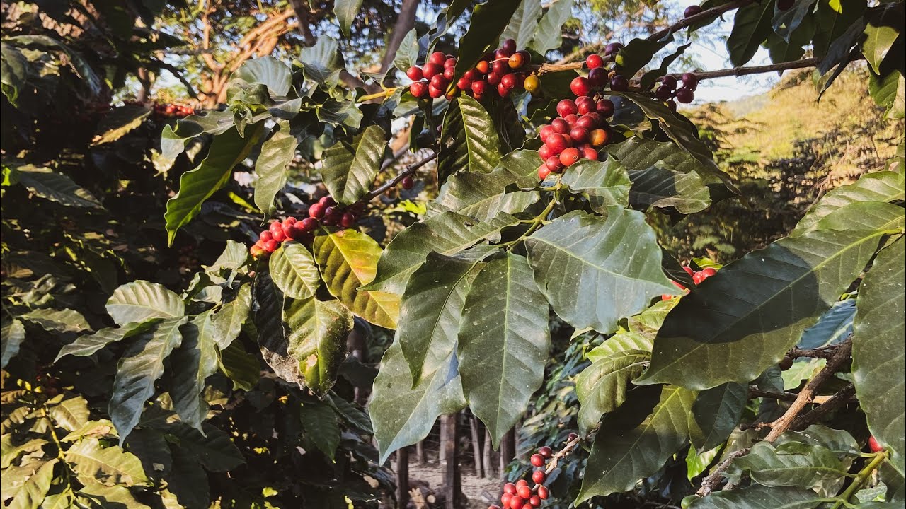 CAFÉ EN LAS ALTURAS - DOCUMENTAL EN AMATEPEC EDOMEX.